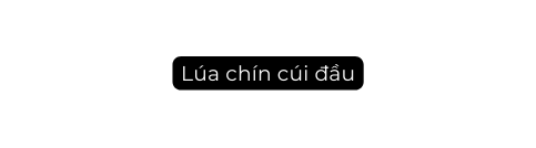 Lúa chín cúi đầu